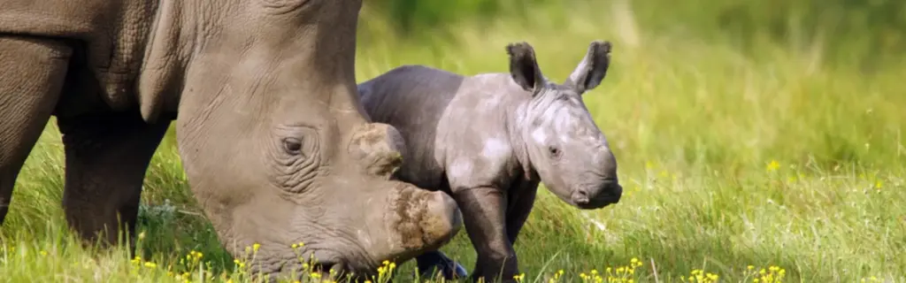 White rhinoceros and calf grazing in the grass at Kragga Kamma Game Park in Port Elizabeth